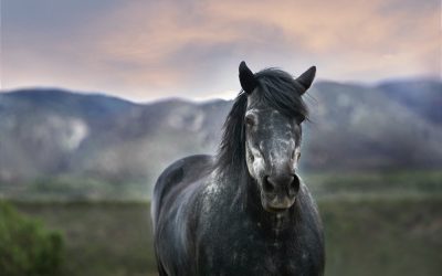 Conoscere la Toscana a cavallo